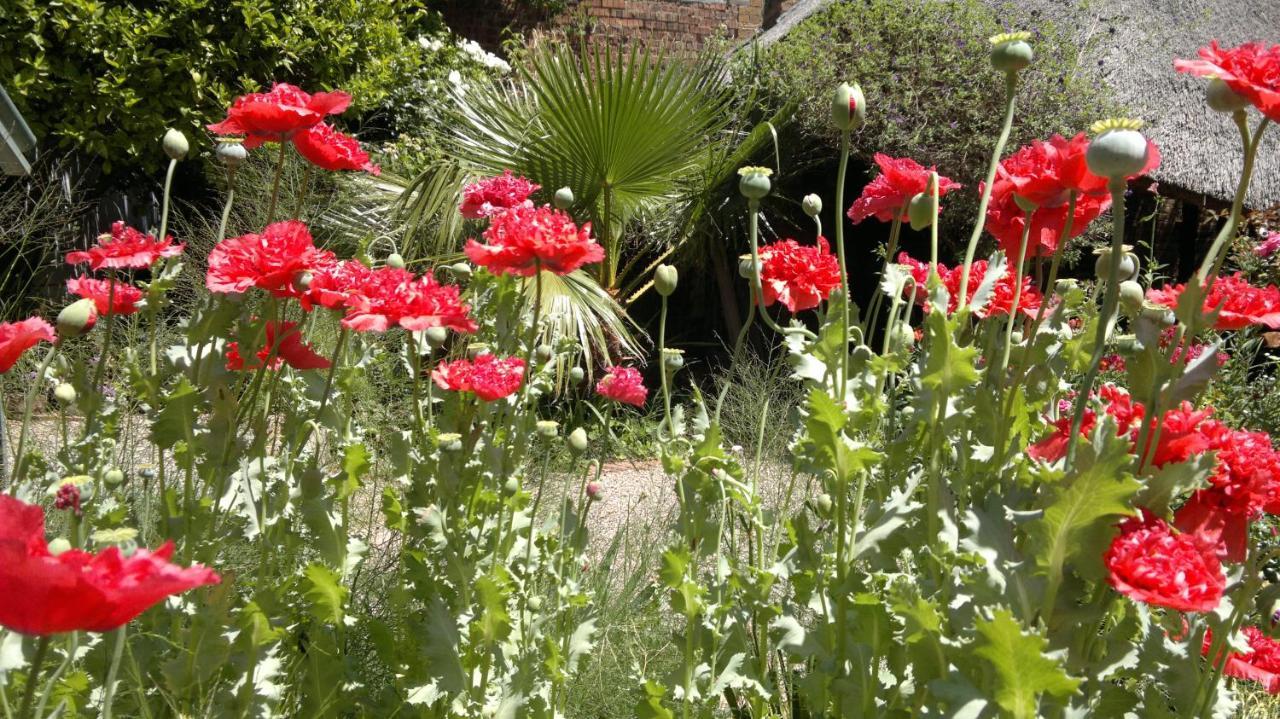 Agterplaas Guesthouse Johannesburg Buitenkant foto