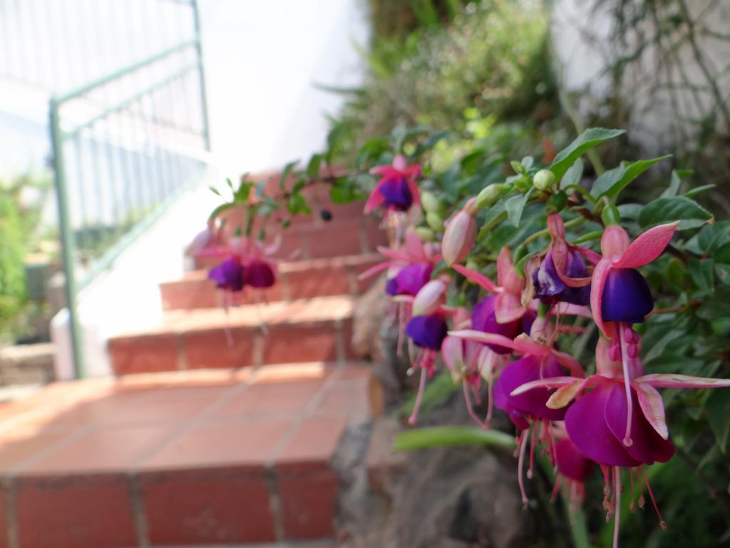 Agterplaas Guesthouse Johannesburg Buitenkant foto