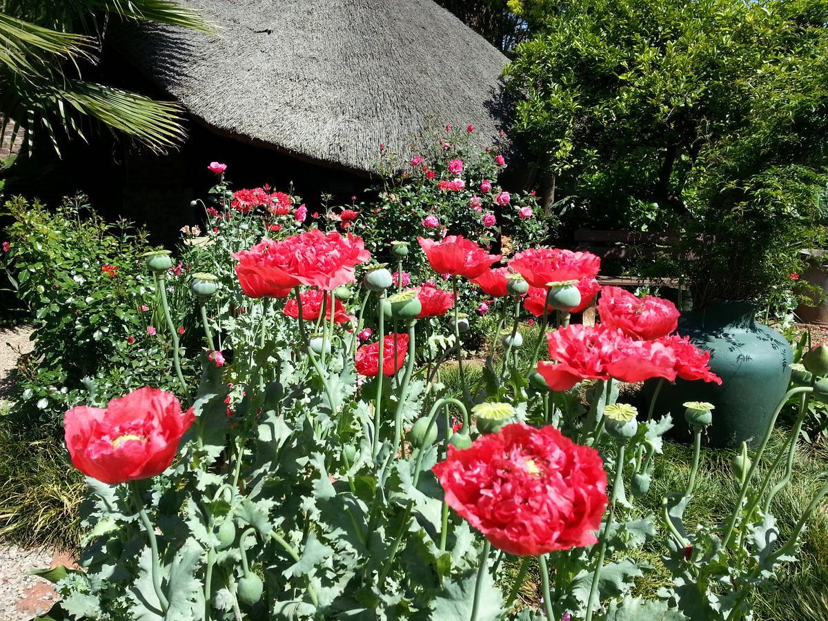Agterplaas Guesthouse Johannesburg Buitenkant foto
