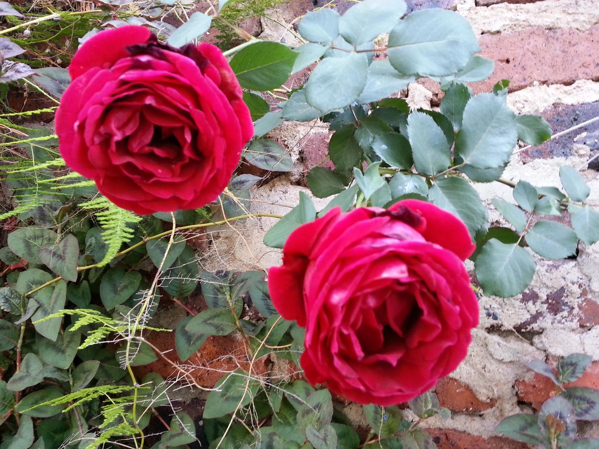 Agterplaas Guesthouse Johannesburg Buitenkant foto